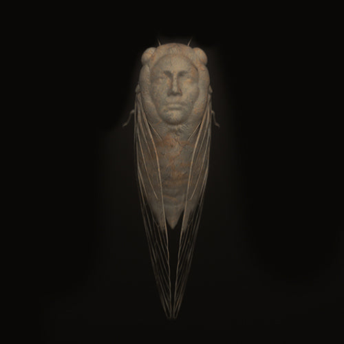 Cicadas
